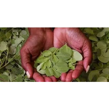 No1 Moringa Leaves